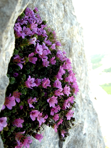 Saxifraga oppositifolia subsp. oppositifolia/ Sassifraga a foglie opposte